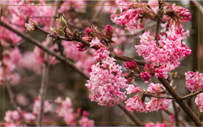 Garden inspiration for 2019