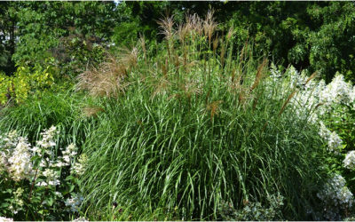 Ornamental Grasses for Late Season Magic