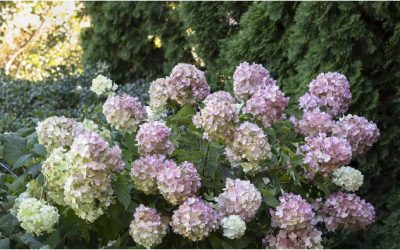It’s Showtime for Panicle Hydrangeas!