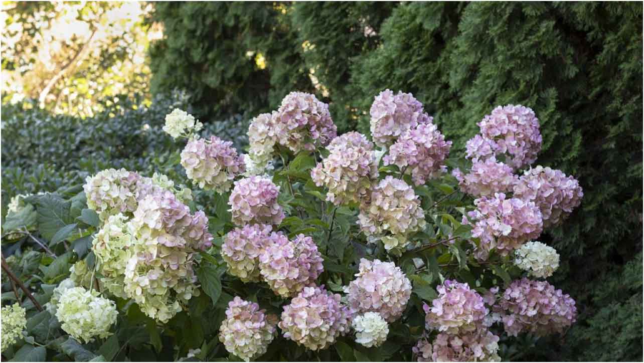 Resources | SouthBranch Nursery