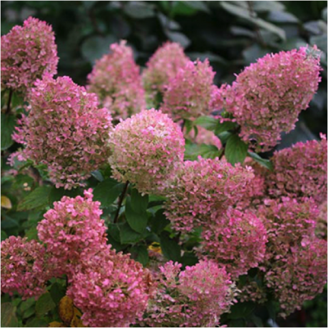 It’s Showtime for Panicle Hydrangeas! | SouthBranch Nursery