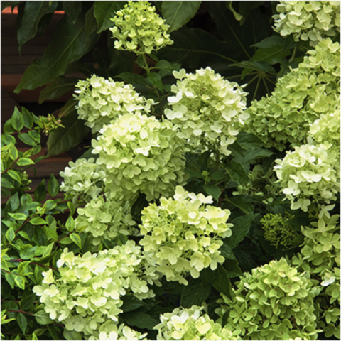 It’s Showtime for Panicle Hydrangeas! | SouthBranch Nursery